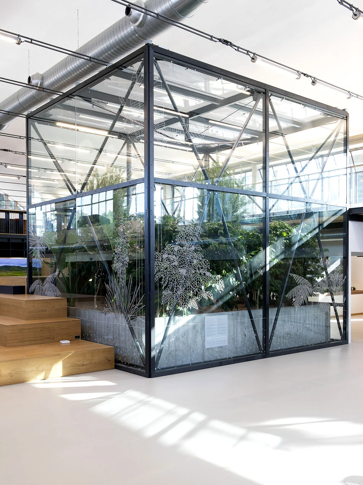 Glass and steel greenhouse cube with etched plant drawings, holding the indoor coffee plantation – La Marzocco Accademia del Caffè Espresso, Florence, Italy, 2018 – interior design