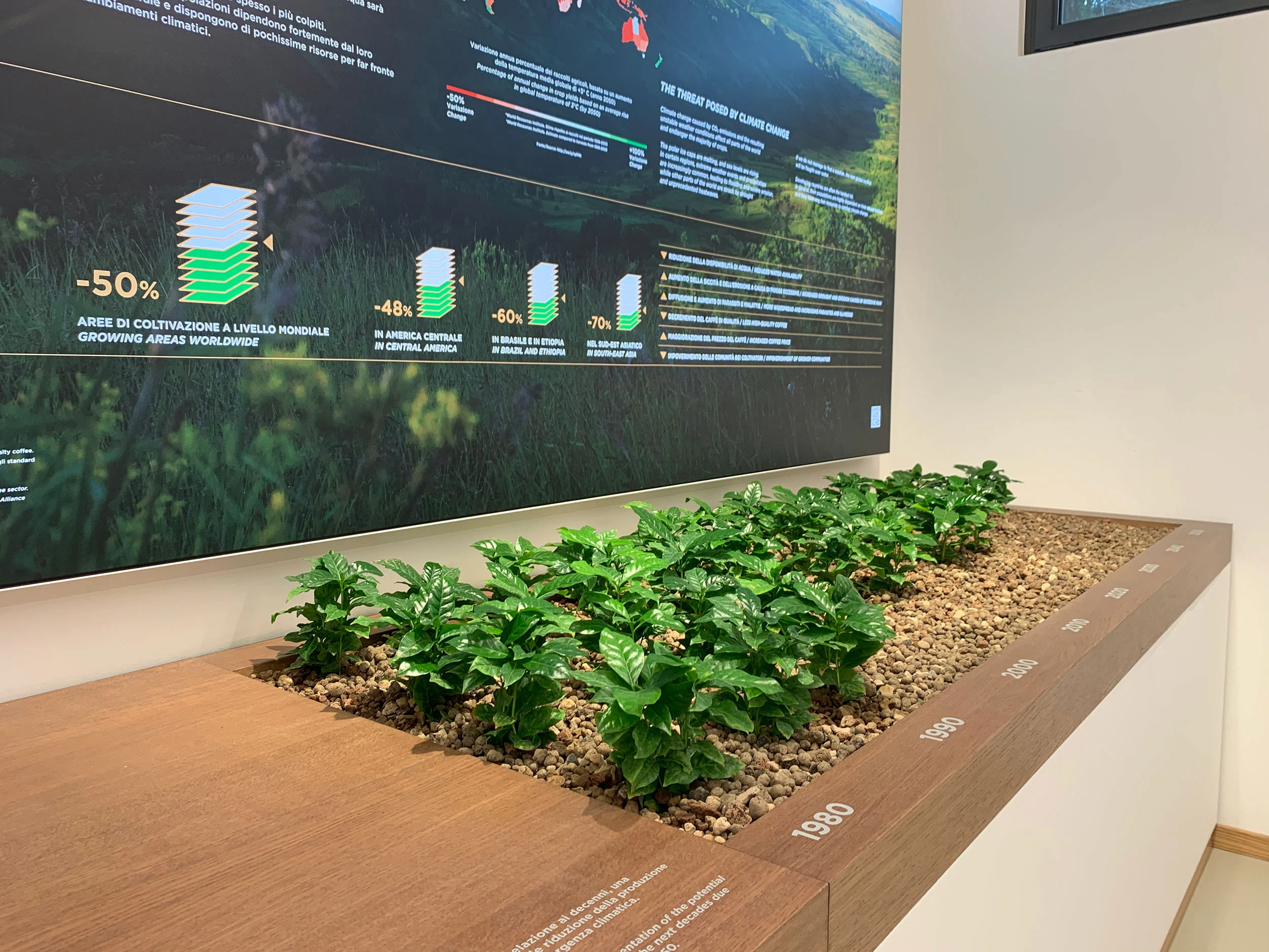 Coffee plants growing in a wooden planter marked with years beneath an infographic wall – La Marzocco Accademia del Caffè Espresso, Florence, Italy, 2018 – interior design