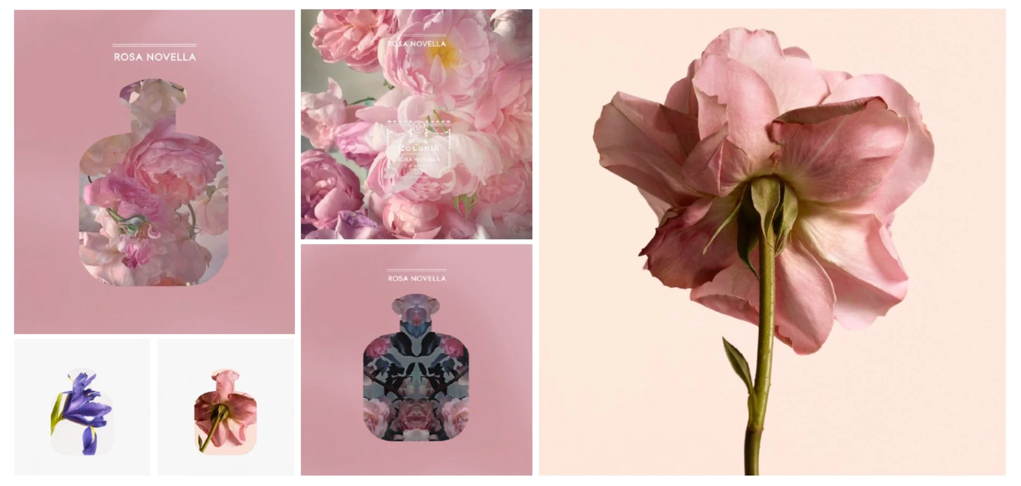 Moodboard for the Rosa Novella fragrance: pink peonies inside bottle silhouettes and a single rose – Santa Maria Novella Home Fragrances, 2021 – graphic design proposal