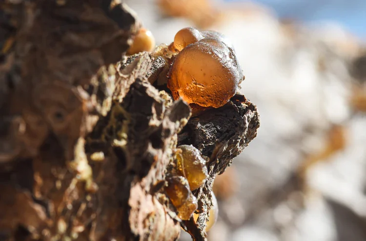 Close-up of amber frankincense resin drops on the bark of a tree – Amouage Wadi Dawkah Visitor Centre, Oman, 2025 – architecture, under construction